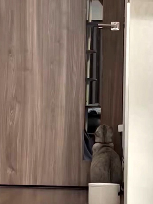 上を向いてドアの前に座る猫