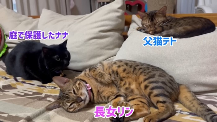 寝そべる3匹の猫