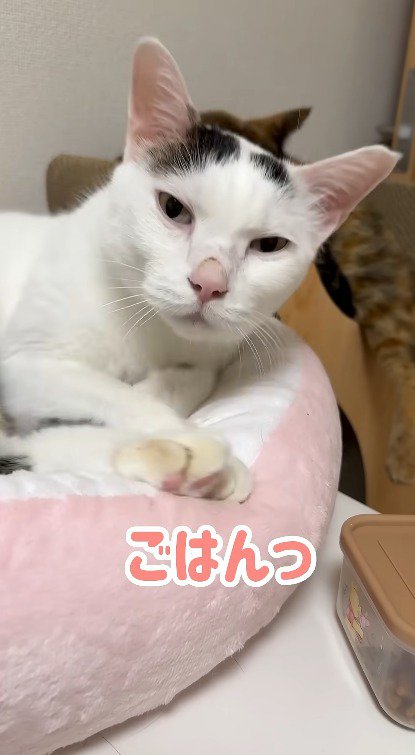 目を覚まして顔を上げる猫