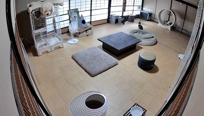 ホイールに乗ったすずちゃん