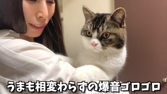 抱っこされ前を見る猫