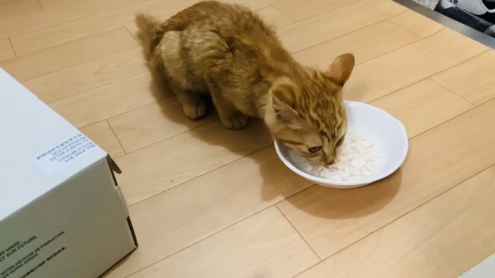 ごはんを食べる仔猫