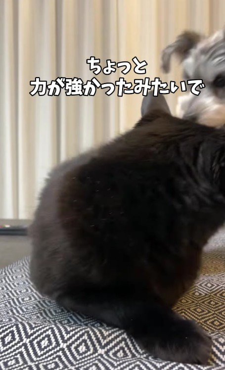 犬を威嚇する猫