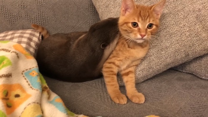 立っている子猫に抱きつくカワウソ
