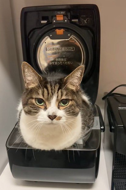 炊飯器の中に入っている猫