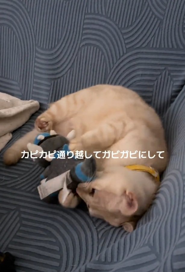 ぬいぐるみを噛む猫