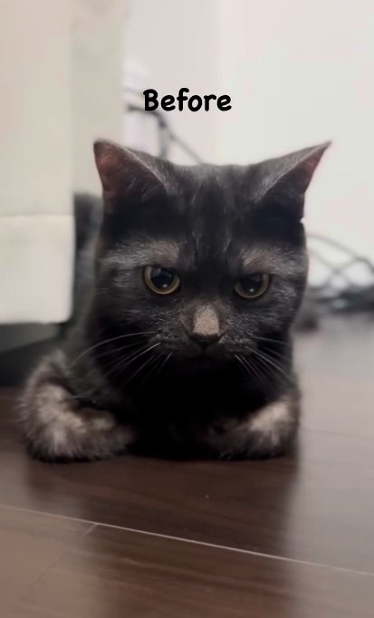 伏し目の表情の黒猫