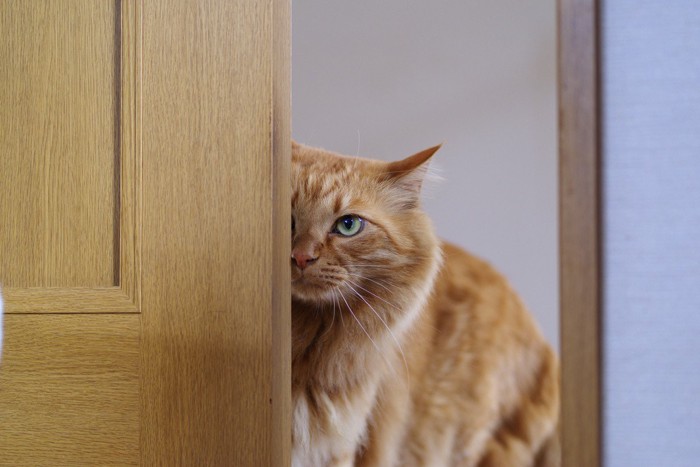 扉の影から様子を伺う猫