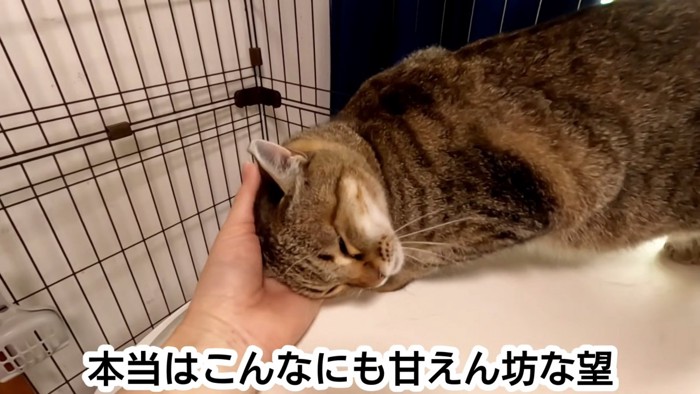 頭をなでられる猫