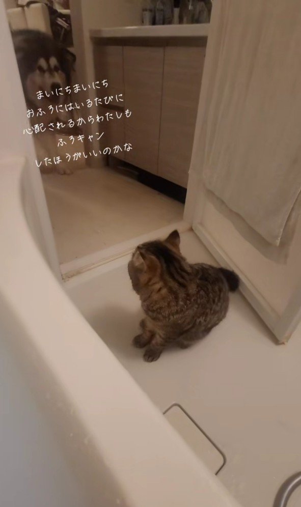 お風呂場の猫