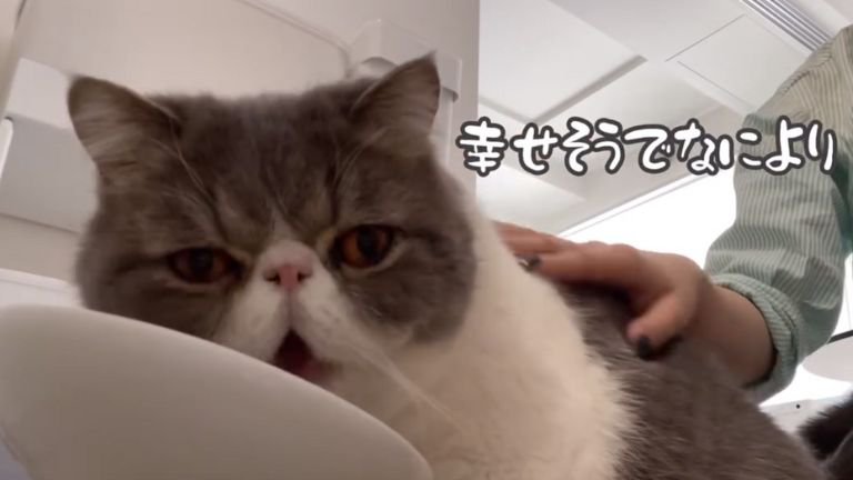 ご飯を食べる猫