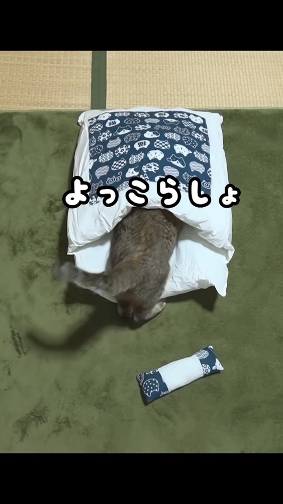 布団に潜る猫