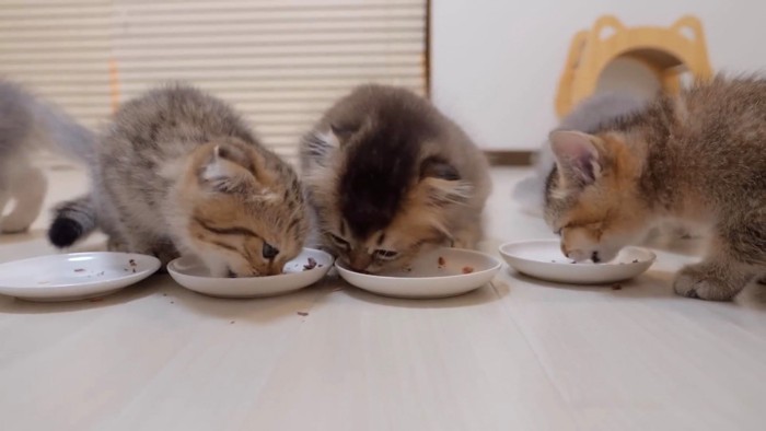 夢中で食べる子猫たち
