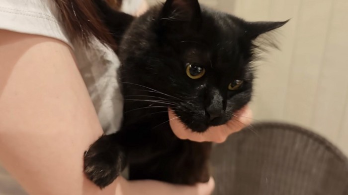 抱かれる猫