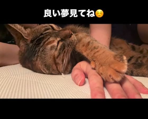 人の手に前足をのせて目を閉じる猫