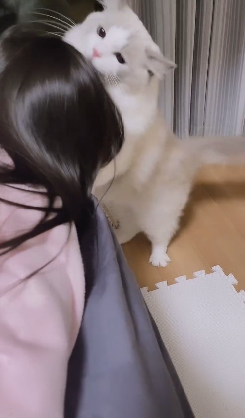 ソファの上にいる子供に襲いかかっている猫