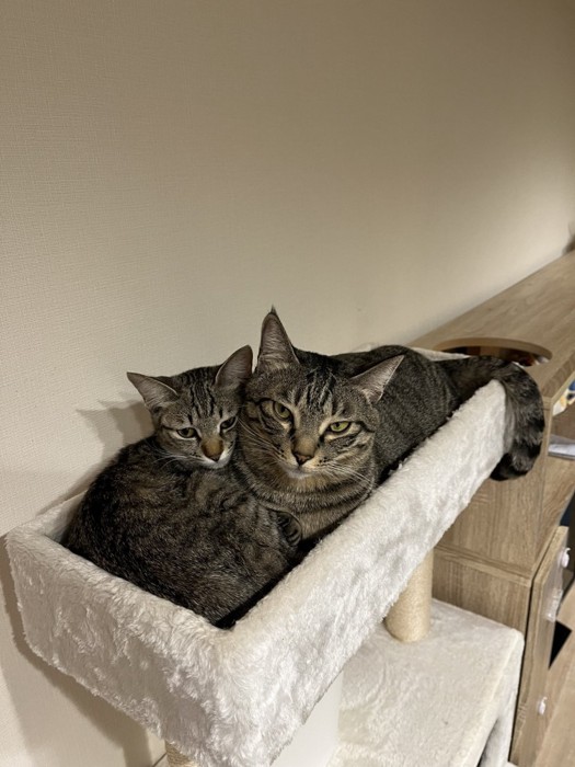 キャットタワーにいる猫たち