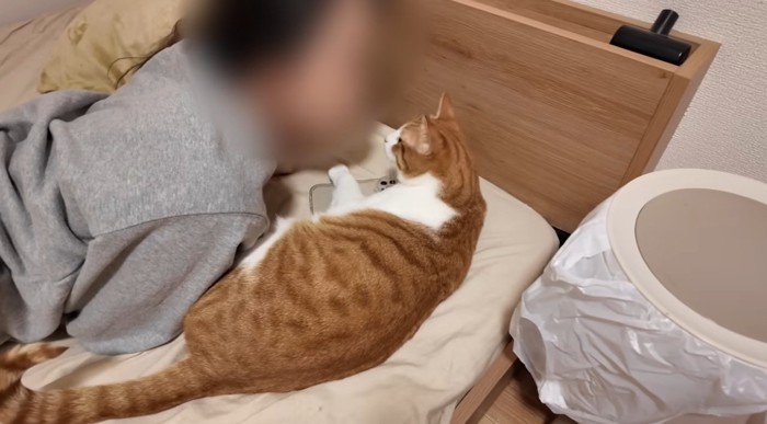 布団の上で人間に甘える猫