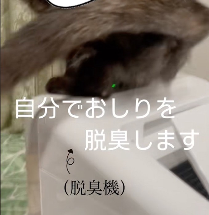 おしりに風を当てる猫