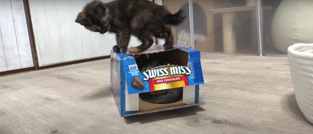 空き箱で遊ぶ子猫