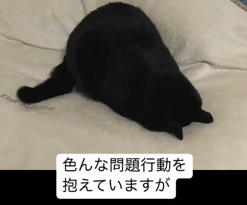 白い布団の上で横になる猫