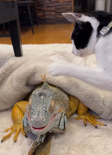 イグアナのタテガミを前足で触る猫
