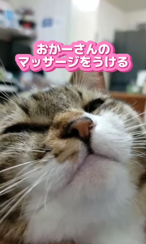 目を瞑っている猫の顔アップ
