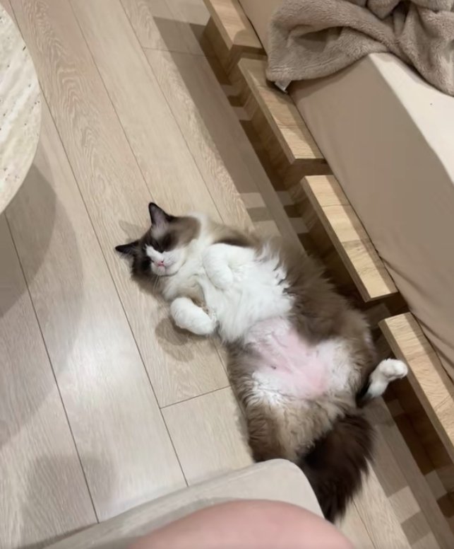 ベッドの横でへそ天で寝ている猫