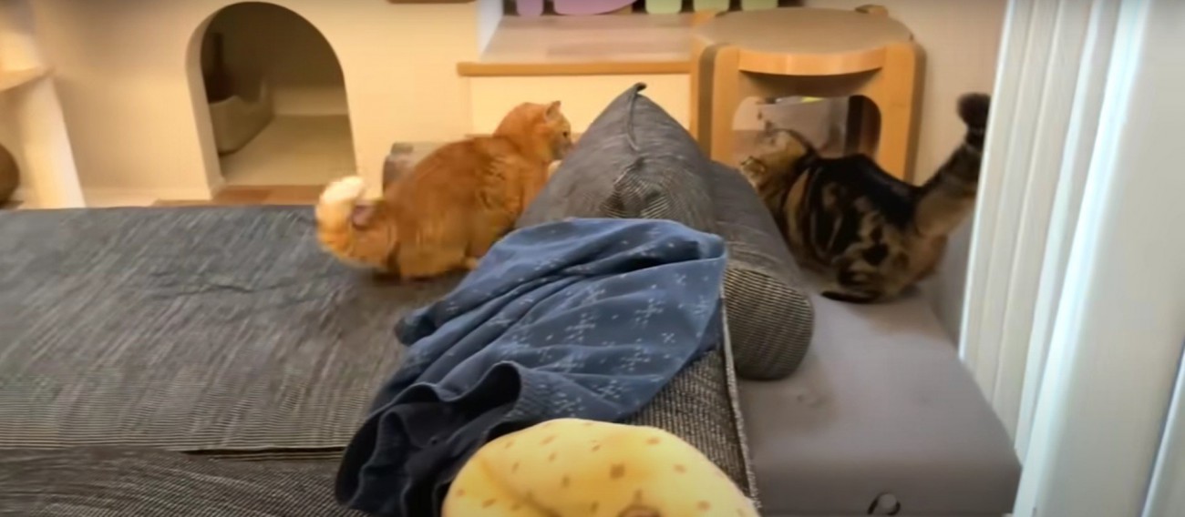 追いかけっこをする2匹の猫