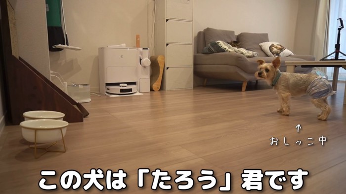 テロップ「この犬は～」