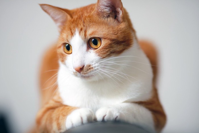 ソファの上部で寛ぐ猫