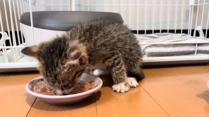 お皿に顔を入れて食べる子猫