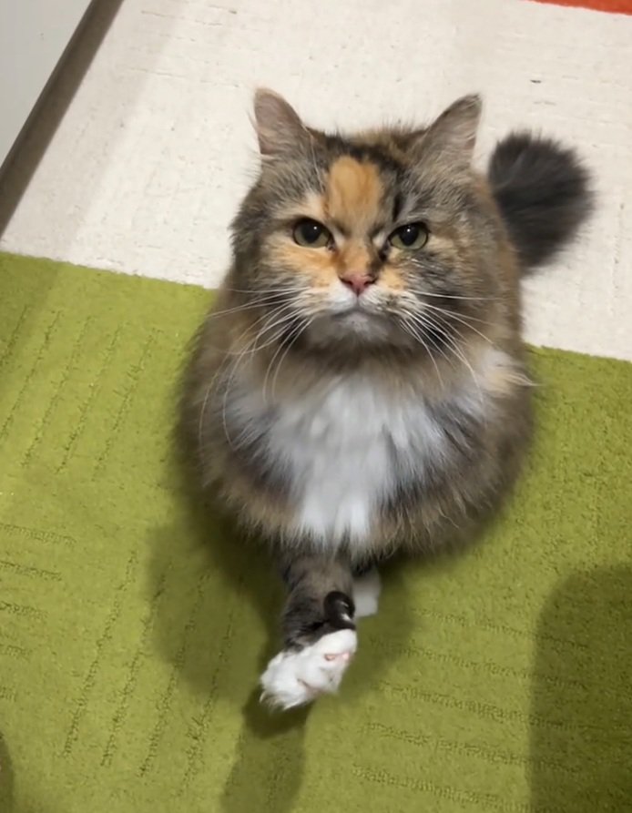 もう一度手を出す猫