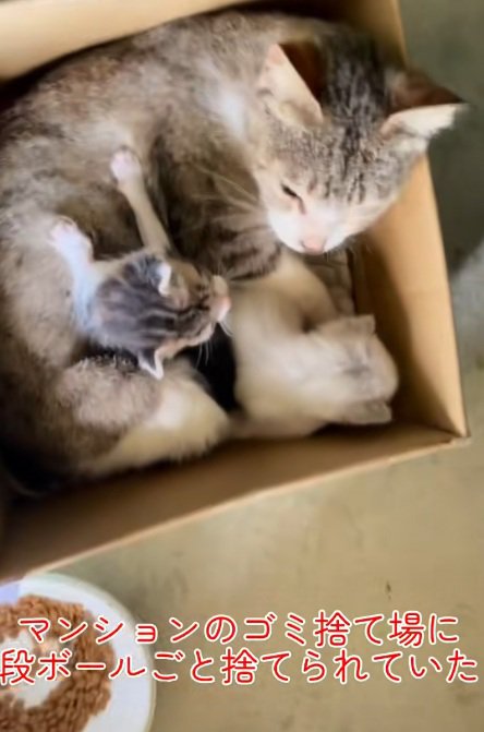 段ボールの中にいる親子の猫