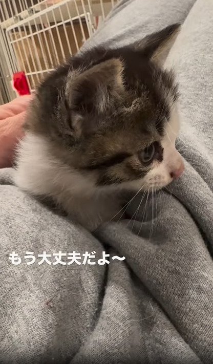 抱っこされる子猫