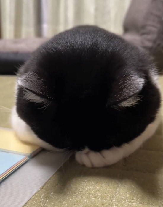 熟睡するトトくん