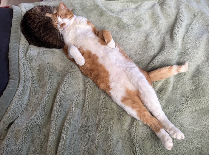 毛布の上で眠る猫