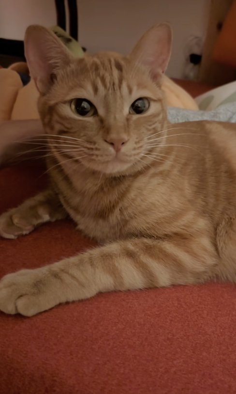 カメラ目線の猫（字幕なし）