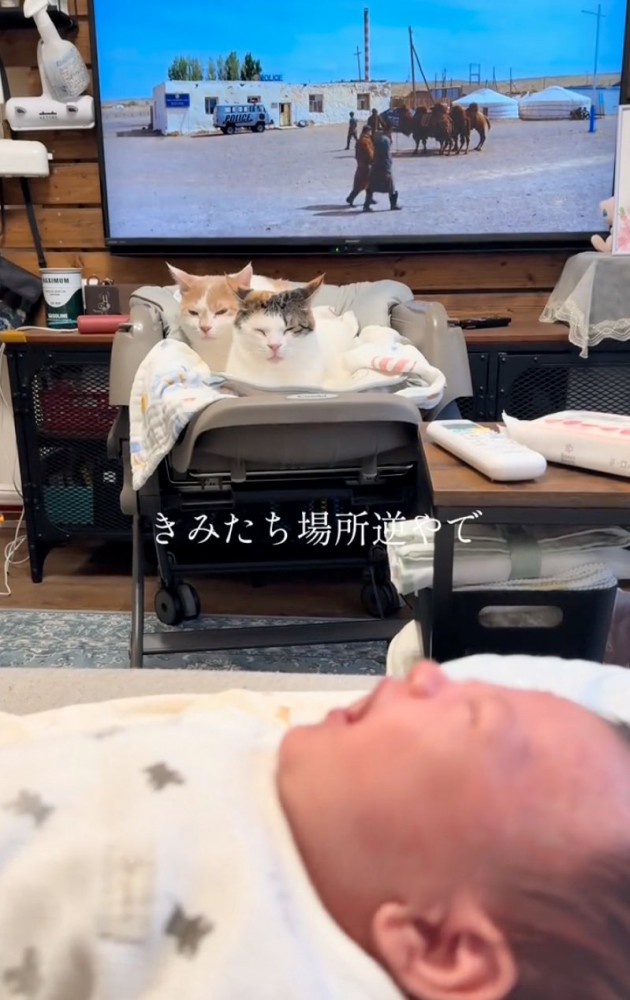 ベビーベッドを占拠する猫さんたちと泣き出す赤ちゃん