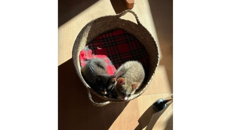 身を寄せ合っている猫たち