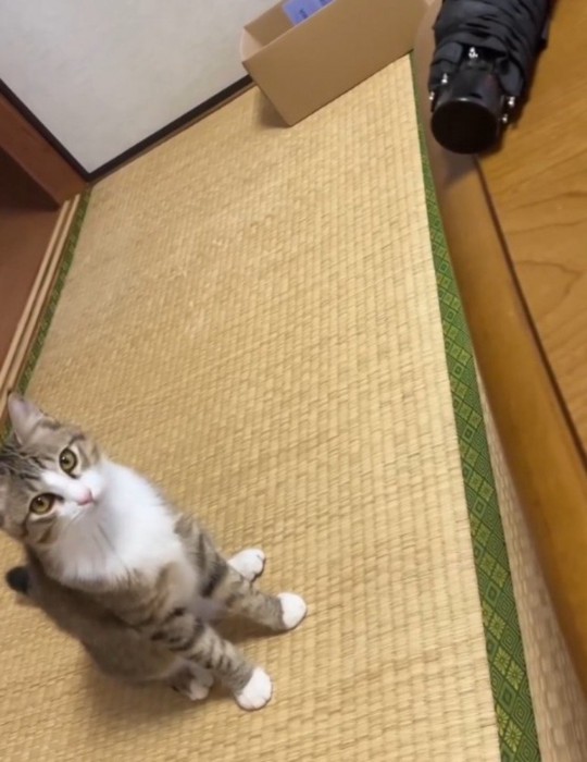 少し離れた場所から傘を見つめる猫