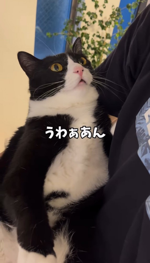 男性に抱っこされる猫「うわぁあん」の文字