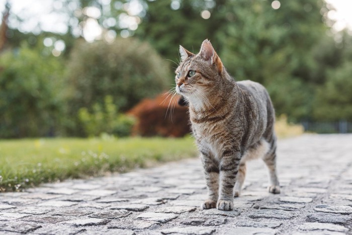 まちを歩くトラ猫