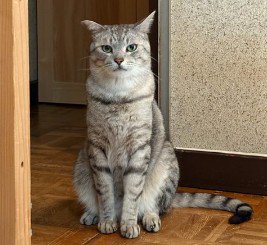 お座りしてる猫