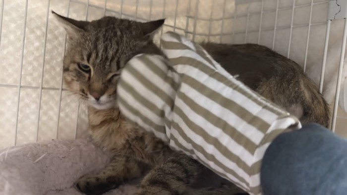 気持ちよさそうなたこやきくん