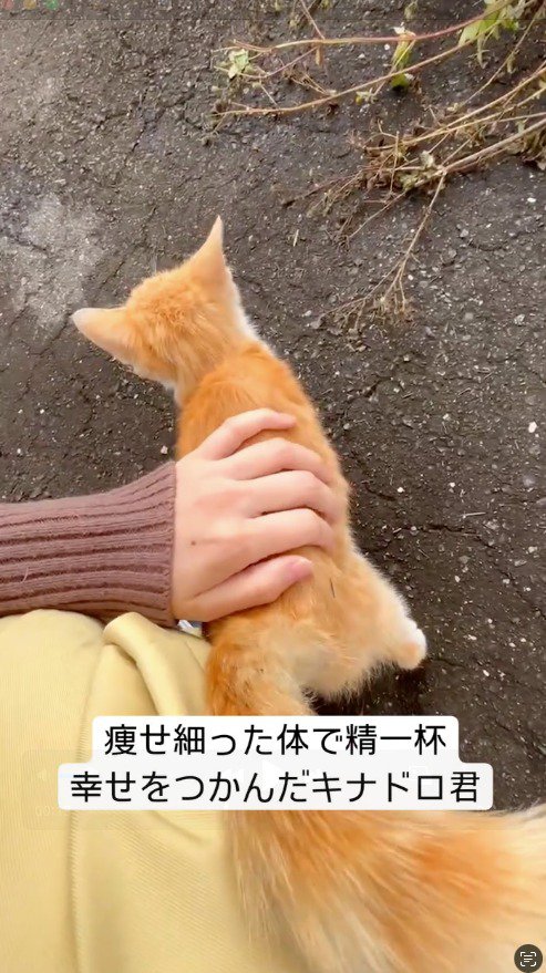 投稿者の足に体をすり寄せる猫