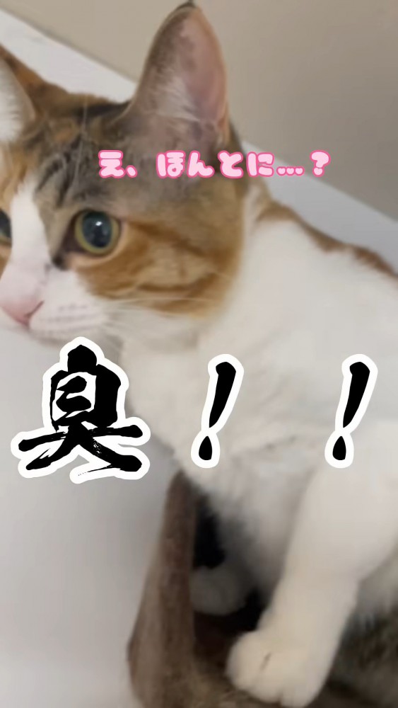 びっくりした猫