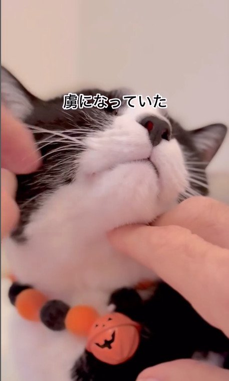 ゴロゴロされる猫