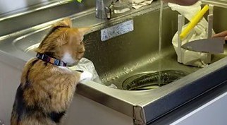 真剣に何かを見ている猫