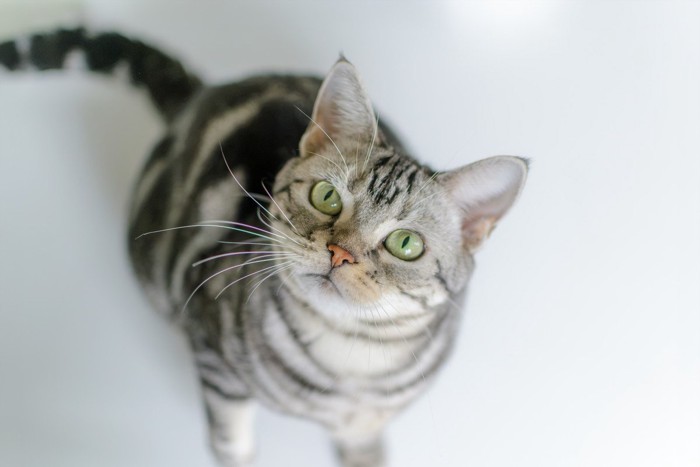 こちらを見つめる可愛い猫